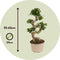 Plant in a Box - Ficus Ginseng S-Shape - Japanse Bonsai kamerplant - Pot 20cm - Hoogte 55-65cm