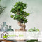 Plant in a Box - Ficus Ginseng S-Shape - Japanse Bonsai kamerplant - Pot 20cm - Hoogte 55-65cm