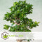 Plant in a Box - Ficus Ginseng S-Shape - Japanse Bonsai kamerplant - Pot 20cm - Hoogte 55-65cm