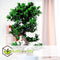 Plant in a Box - Ficus Ginseng S-Shape - Japanse Bonsai kamerplant - Pot 20cm - Hoogte 55-65cm