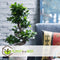 Plant in a Box - Ficus Ginseng S-Shape - Japanse Bonsai kamerplant - Pot 20cm - Hoogte 55-65cm