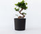 Plant in a Box - Ficus Ginseng S-Shape - Set van 2 - Japanse Bonsai kamerplanten - Pot 20cm - Hoogte 55-65cm