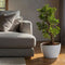 Plant in a Box - Ficus Ginseng S-Shape - Set van 2 - Japanse Bonsai kamerplanten - Pot 20cm - Hoogte 55-65cm