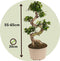 Plant in a Box - Ficus Ginseng S-Shape - Set van 2 - Japanse Bonsai kamerplanten - Pot 20cm - Hoogte 55-65cm