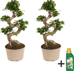Plant in a box - Ficus Ginseng S-vorm met Pokon - Set van 2 - Bonsai echte boom - Pot 22cm - Hoogte 60-70cm - Kamerplant - Luxe kamerplant