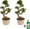 Plant in a box - Ficus Ginseng S-vorm met Pokon - Set van 2 - Bonsai echte boom - Pot 22cm - Hoogte 60-70cm - Kamerplant - Luxe kamerplant