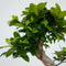 Plant in a box - Ficus Ginseng S-vorm met Pokon - Set van 2 - Bonsai echte boom - Pot 22cm - Hoogte 60-70cm - Kamerplant - Luxe kamerplant