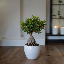 Plant in a Box - Ficus Ginseng - Set van 2 - Japanse Bonsai Kamerplanten - Pot 12cm - Hoogte 30-40cm