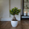 Plant in a Box - Ficus Ginseng - Set van 2 - Japanse Bonsai Kamerplanten - Pot 12cm - Hoogte 30-40cm
