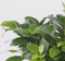 Plant in a Box - Ficus Ginseng - Set van 2 - Japanse Bonsai Kamerplanten - Pot 12cm - Hoogte 30-40cm