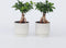 Plant in a Box - Ficus Ginseng - Set van 2 - Japanse Bonsai Kamerplanten - Pot 12cm - Hoogte 30-40cm