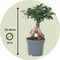 Plant in a Box - Ficus Ginseng - Set van 2 - Japanse Bonsai Kamerplanten - Pot 12cm - Hoogte 30-40cm