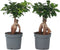 Plant in a Box - Ficus Ginseng - Set van 2 - Japanse Bonsai Kamerplanten - Pot 12cm - Hoogte 30-40cm