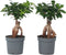 Plant in a Box - Ficus Ginseng - Set van 2 - Japanse Bonsai Kamerplanten - Pot 12cm - Hoogte 30-40cm