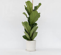Plant in a Box - Ficus Lyrata - Set van 2 - Vioolbladplant - Tabaksplant - Groene kamerplant - Pot 21cm - Hoogte 70-90cm