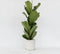 Plant in a Box - Ficus Lyrata - Set van 2 - Vioolbladplant - Tabaksplant - Groene kamerplant - Pot 21cm - Hoogte 70-90cm