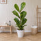 Plant in a Box - Ficus Lyrata - Set van 2 - Vioolbladplant - Tabaksplant - Groene kamerplant - Pot 21cm - Hoogte 70-90cm