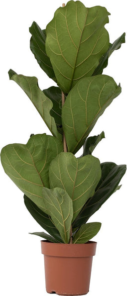 Plant in a Box - Ficus Lyrata - Vioolbladplant - Tabaksplant - Groene kamerplant - Pot 21cm - Hoogte 70-90cm