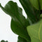 Plant in a Box - Ficus Lyrata - Vioolbladplant - Tabaksplant - Groene kamerplant - Pot 21cm - Hoogte 70-90cm