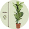 Plant in a Box - Ficus Lyrata - Vioolbladplant - Tabaksplant - Groene kamerplant - Pot 21cm - Hoogte 70-90cm