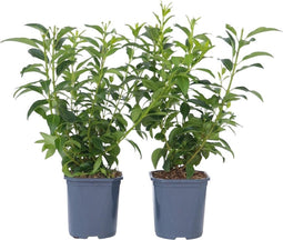 Plant in a Box - Forsythia intermedia 'Minigold' - Set van 2 - Forsythia Chineesklokje Flojor - Pot 17cm - Hoogte 25-40cm