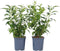 Plant in a Box - Forsythia intermedia 'Minigold' - Set van 2 - Forsythia Chineesklokje Flojor - Pot 17cm - Hoogte 25-40cm
