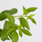 Plant in a Box - Forsythia intermedia 'Minigold' - Set van 2 - Forsythia Chineesklokje Flojor - Pot 17cm - Hoogte 25-40cm