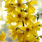 Plant in a Box - Forsythia intermedia 'Minigold' - Set van 2 - Forsythia Chineesklokje Flojor - Pot 17cm - Hoogte 25-40cm