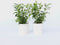 Plant in a Box - Forsythia intermedia 'Minigold' - Set van 2 - Forsythia Chineesklokje Flojor - Pot 17cm - Hoogte 25-40cm