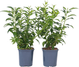 Plant in a Box - Forsythia intermedia 'Minigold' - Set van 4 - Forsythia Chineesklokje Flojor - Pot 17cm - Hoogte 25-40cm
