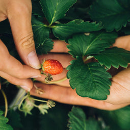 Plant in a Box - Fragaria Summer Breeze - Mix van 6 - Aardbeiplanten in drie verschillende kleuren - Tuinplanten winterhard - Pot 10,5cm - Hoogte 15-25cm