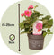 Plant in a Box - Fragaria Summer Breeze - Mix van 6 - Aardbeiplanten in drie verschillende kleuren - Tuinplanten winterhard - Pot 10,5cm - Hoogte 15-25cm