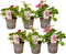 Plant in a Box - Fragaria Summer Breeze - Mix van 6 - Aardbeiplanten in drie verschillende kleuren - Tuinplanten winterhard - Pot 10,5cm - Hoogte 15-25cm