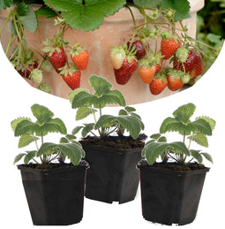 Plant in a Box - Fragaria x ananassa 'Roman' - Set van 3 - Hangende wilde aardbeiplant - Pot 9cm - Hoogte 15-20cm