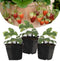 Plant in a Box - Fragaria x ananassa 'Roman' - Set van 3 - Hangende wilde aardbeiplant - Pot 9cm - Hoogte 15-20cm
