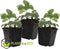 Plant in a Box - Fragaria x ananassa 'Roman' - Set van 3 - Hangende wilde aardbeiplant - Pot 9cm - Hoogte 15-20cm
