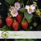 Plant in a Box - Fragaria x ananassa 'Roman' - Set van 3 - Hangende wilde aardbeiplant - Pot 9cm - Hoogte 15-20cm
