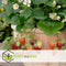 Plant in a Box - Fragaria x ananassa 'Roman' - Set van 3 - Hangende wilde aardbeiplant - Pot 9cm - Hoogte 15-20cm