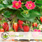 Plant in a Box - Fragaria x ananassa 'Roman' - Set van 3 - Hangende wilde aardbeiplant - Pot 9cm - Hoogte 15-20cm