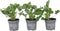 Plant in a Box - Fragaria x ananassa 'Roman' - Set van 3 - Hangende wilde aardbeiplant - Pot 9cm - Hoogte 15-20cm