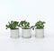 Plant in a Box - Fragaria x ananassa 'Roman' - Set van 3 - Hangende wilde aardbeiplant - Pot 9cm - Hoogte 15-20cm