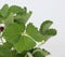 Plant in a Box - Fragaria x ananassa 'Roman' - Set van 3 - Hangende wilde aardbeiplant - Pot 9cm - Hoogte 15-20cm