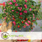 Plant in a Box - Fragaria x ananassa 'Roman' - Set van 3 - Hangende wilde aardbeiplant - Pot 9cm - Hoogte 15-20cm