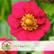 Plant in a Box - Fragaria x ananassa 'Roman' - Set van 3 - Hangende wilde aardbeiplant - Pot 9cm - Hoogte 15-20cm