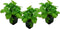 Plant in a Box - Fragaria x ananassa 'Roman' - Set van 3 - Hangende wilde aardbeiplant - Pot 9cm - Hoogte 15-20cm
