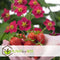 Plant in a Box - Fragaria x ananassa 'Roman' - Set van 3 - Hangende wilde aardbeiplant - Pot 9cm - Hoogte 15-20cm