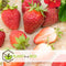 Plant in a Box - Fragaria x ananassa 'Roman' - Set van 3 - Hangende wilde aardbeiplant - Pot 9cm - Hoogte 15-20cm