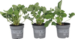 Plant in a Box - Fragaria x ananassa 'Roman' - Set van 6 - Hangende wilde aardbeiplant - Pot 9cm - Hoogte 15-20cm