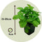 Plant in a Box - Fragaria x ananassa 'Roman' - Set van 6 - Hangende wilde aardbeiplant - Pot 9cm - Hoogte 15-20cm