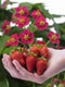 Plant in a Box - Fragaria x ananassa 'Roman' - Set van 6 - Hangende wilde aardbeiplant - Pot 9cm - Hoogte 15-20cm